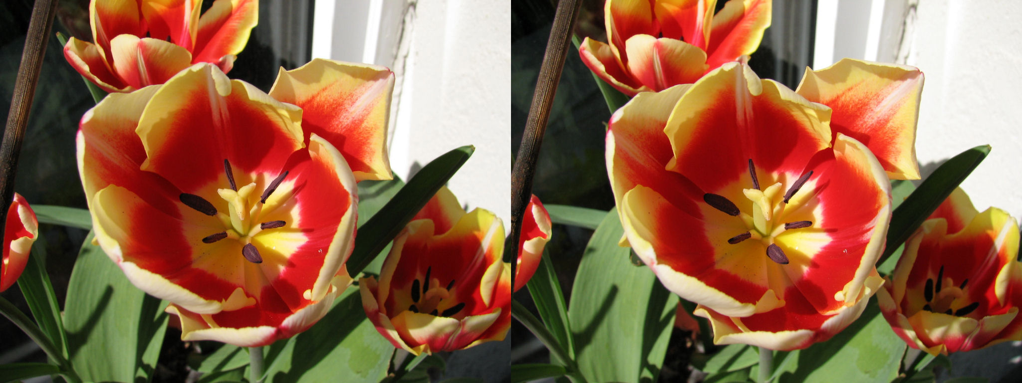 110411tulpen2.jpg