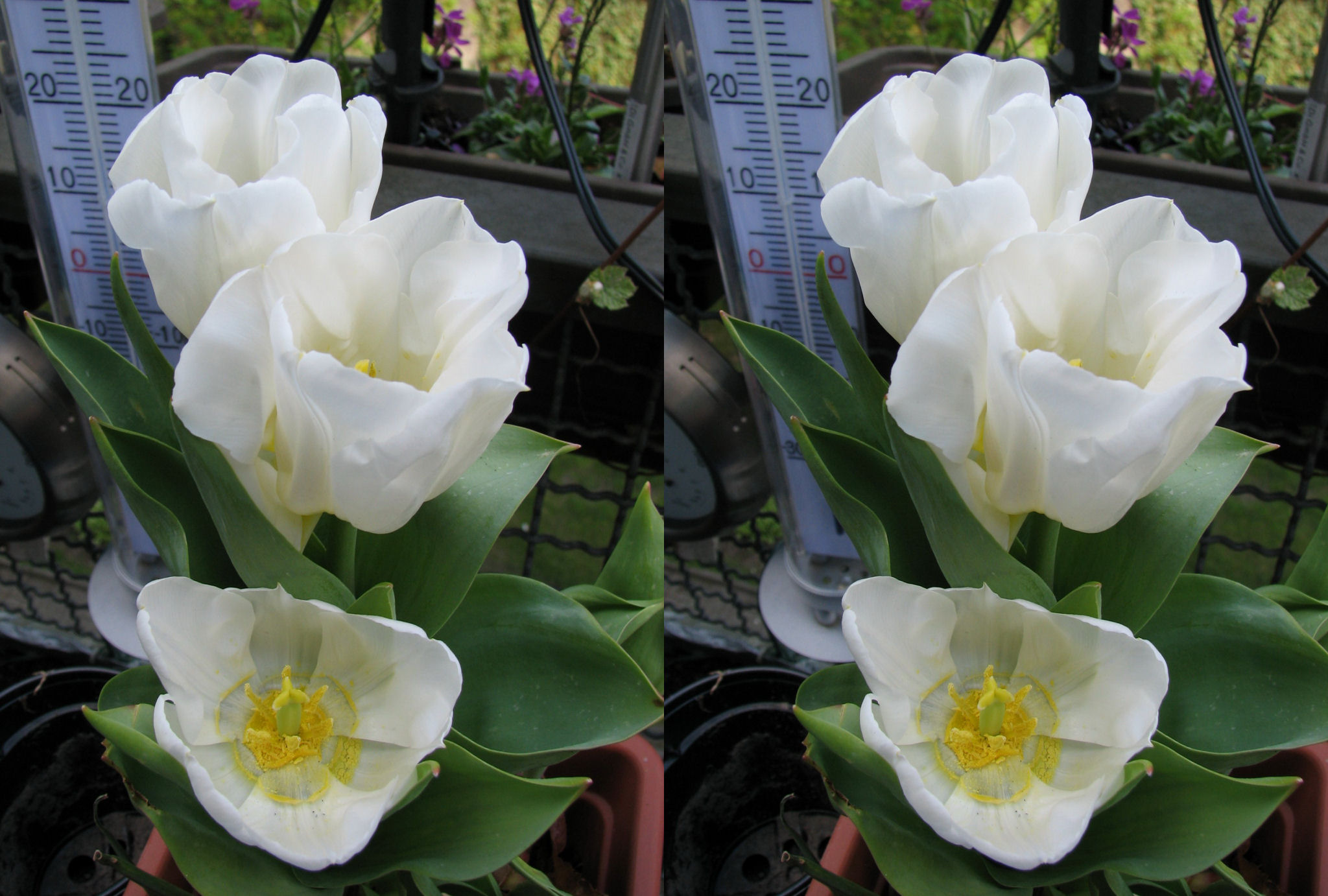 110416tulpen1.jpg