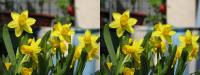 110422narzisse.jpg