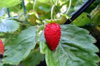 Strawberry Delight II - 1.8.2007