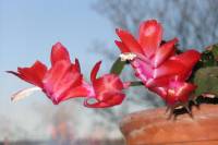 Kaktusblüte, mal wieder - 24.11.2007