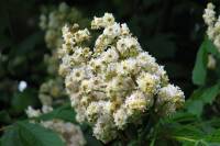 priestershof-090502-14.jpg