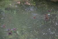 priestershof-090502-26.jpg