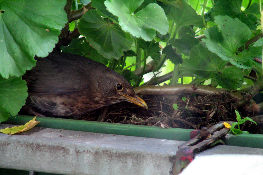 08.07.2009
