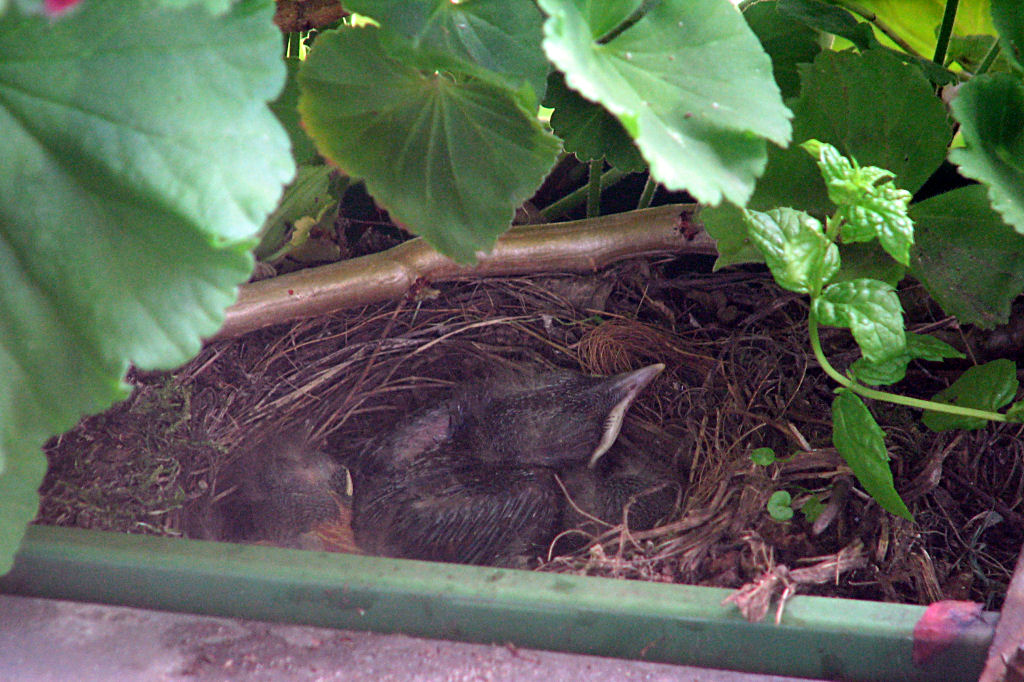 amselnest090715-01.jpg