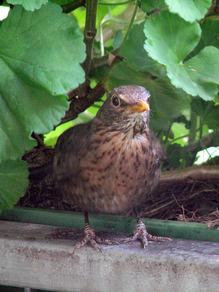 amselnest090715-12.jpg