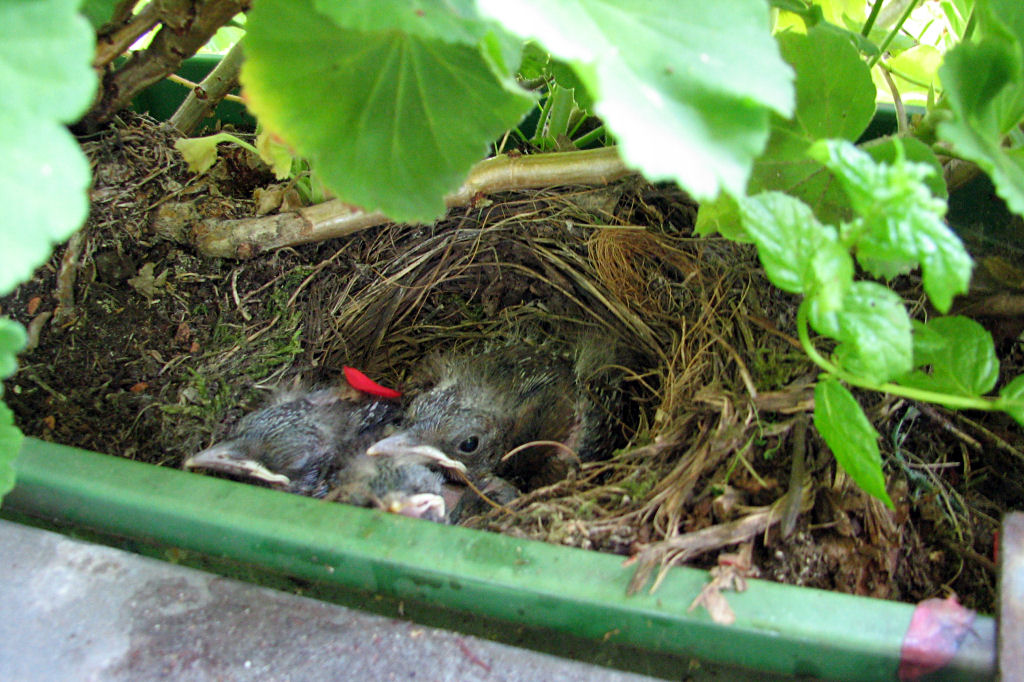 amselnest090716-01.jpg