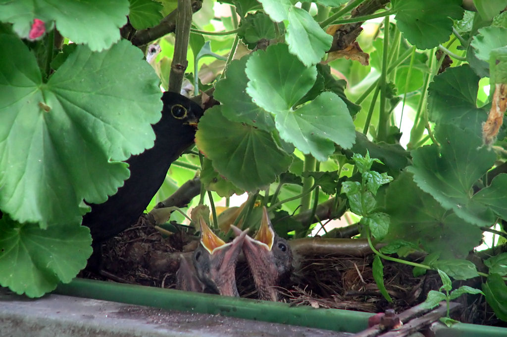 amselnest090716-06.jpg