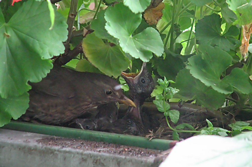 amselnest090718-04.jpg