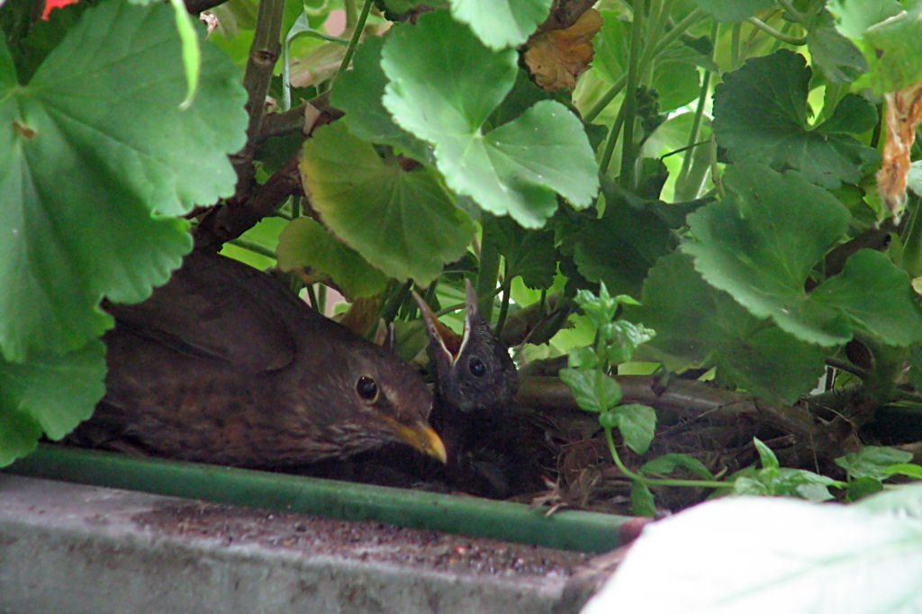 amselnest090718-05.jpg