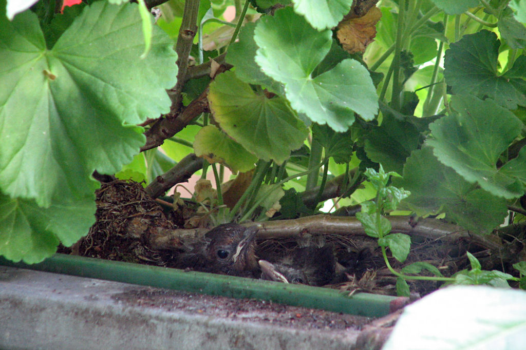amselnest090718-10.jpg