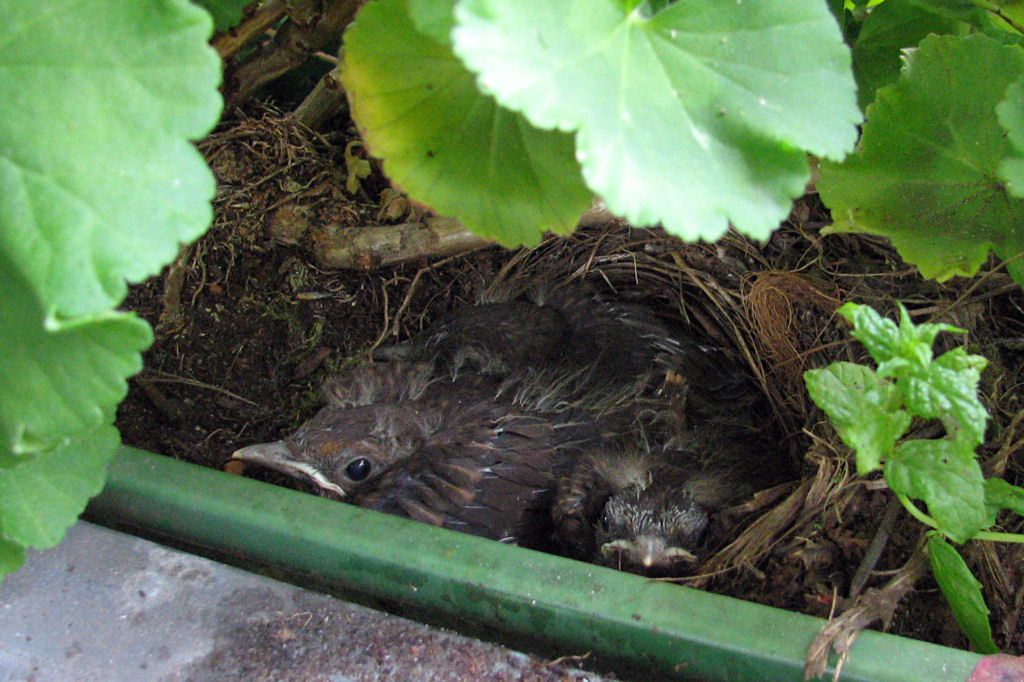 amselnest090718-11.jpg