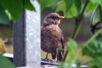 amselnest090719-18.jpg