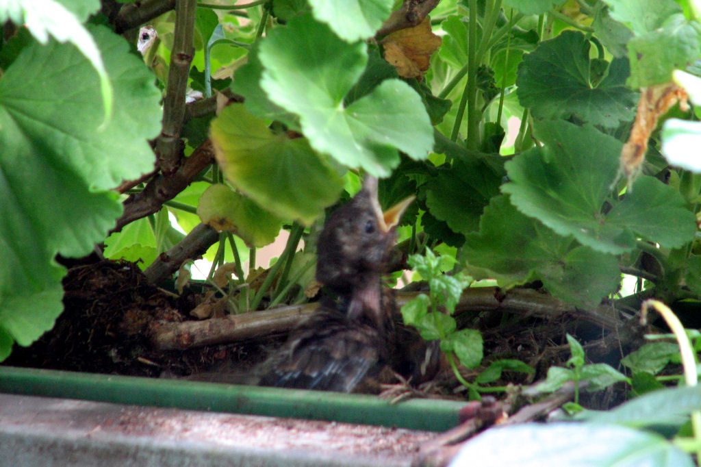 amselnest090719-02.jpg