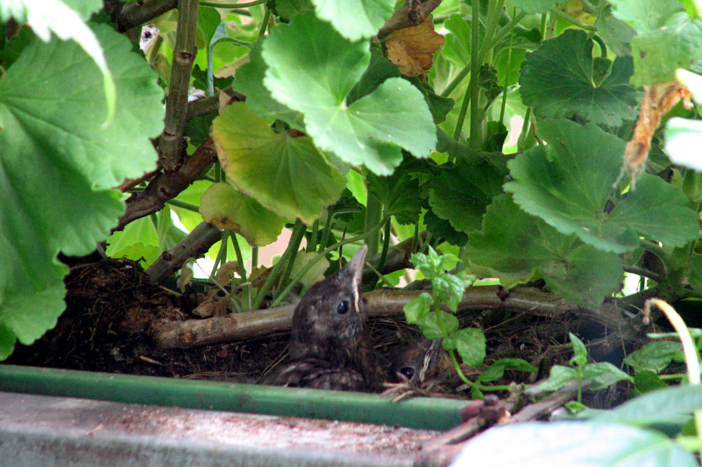amselnest090719-03.jpg