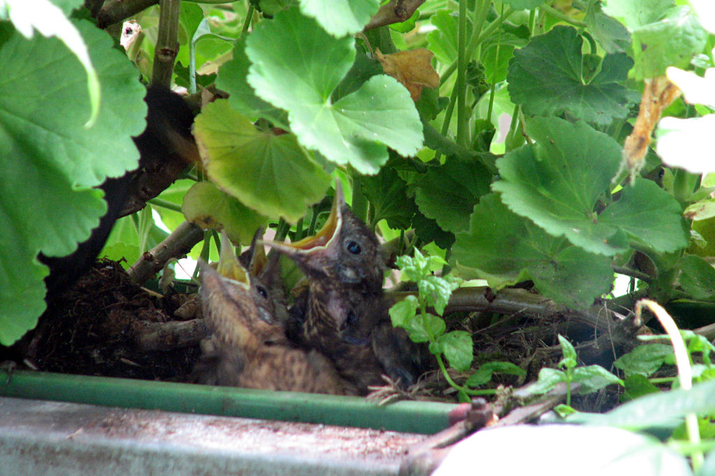amselnest090719-09.jpg