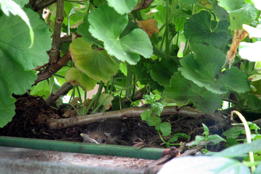 amselnest090719-11.jpg