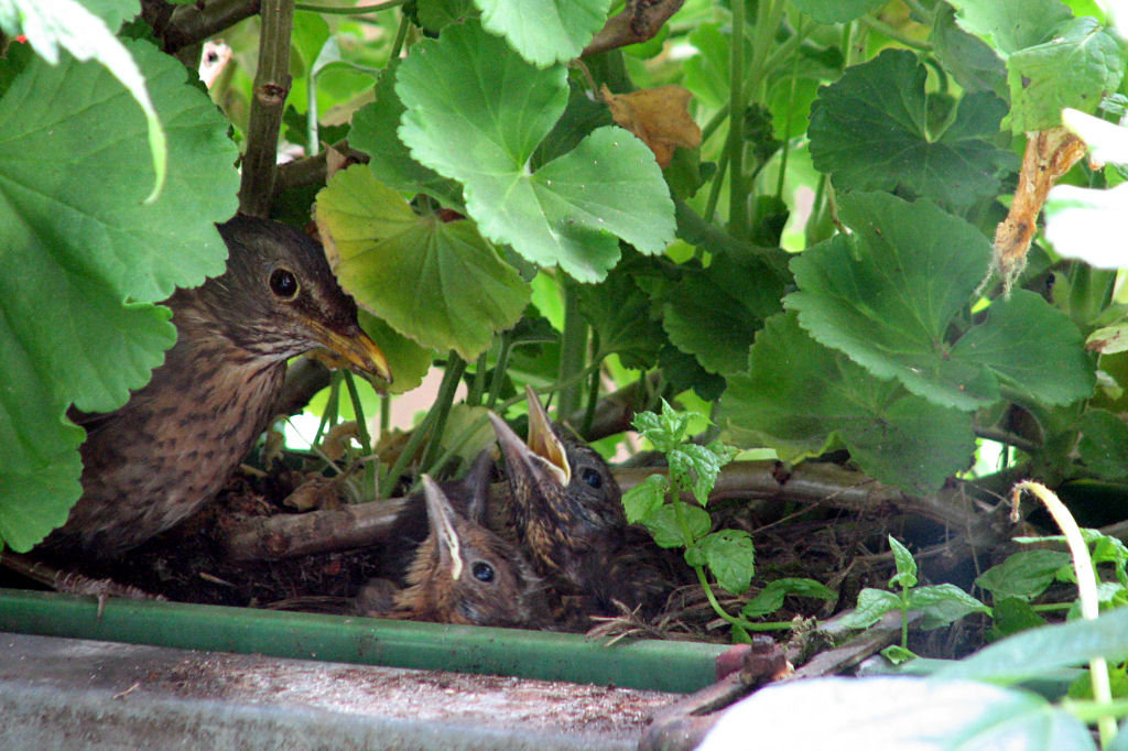 amselnest090719-12.jpg