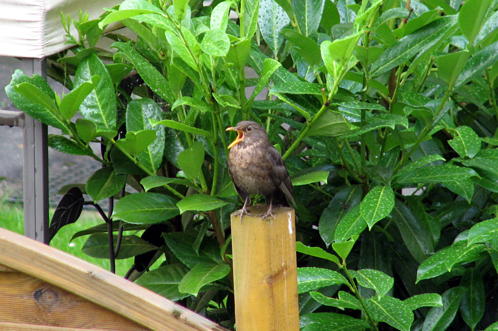 amselnest090719-15.jpg