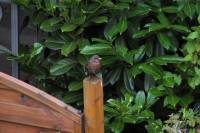 amselnest090720-13.jpg