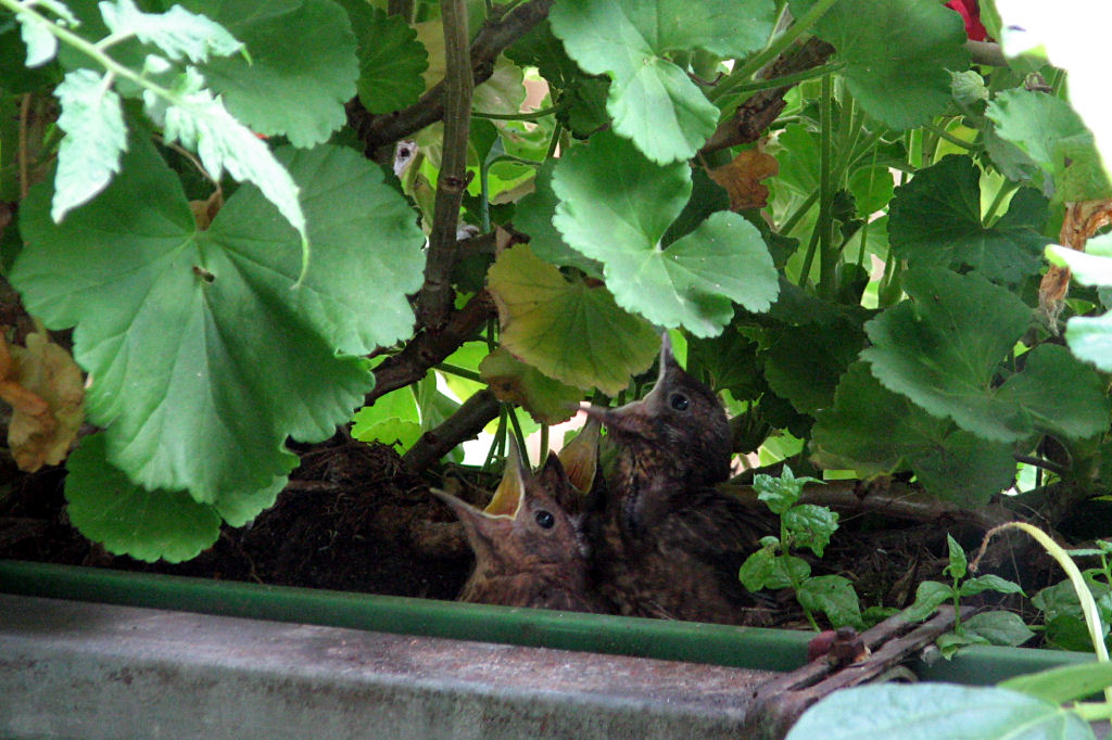 amselnest090720-02.jpg