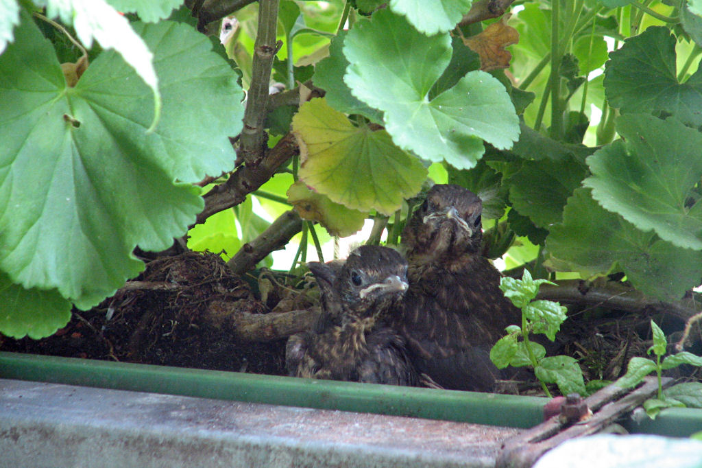 amselnest090720-06.jpg