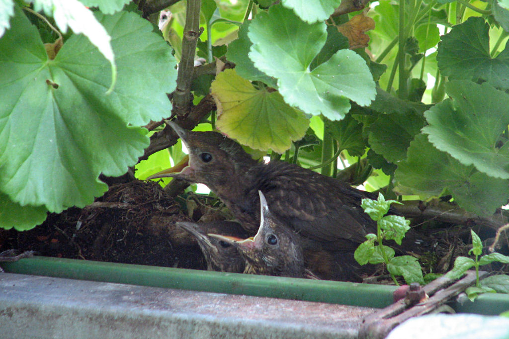 amselnest090720-07.jpg