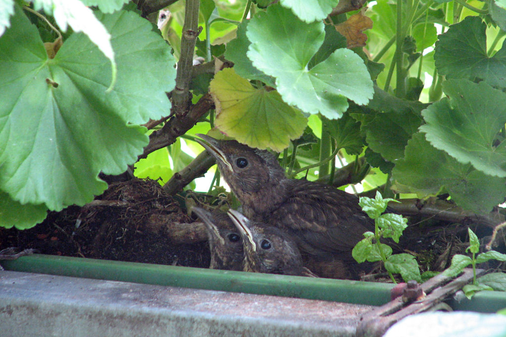 amselnest090720-08.jpg