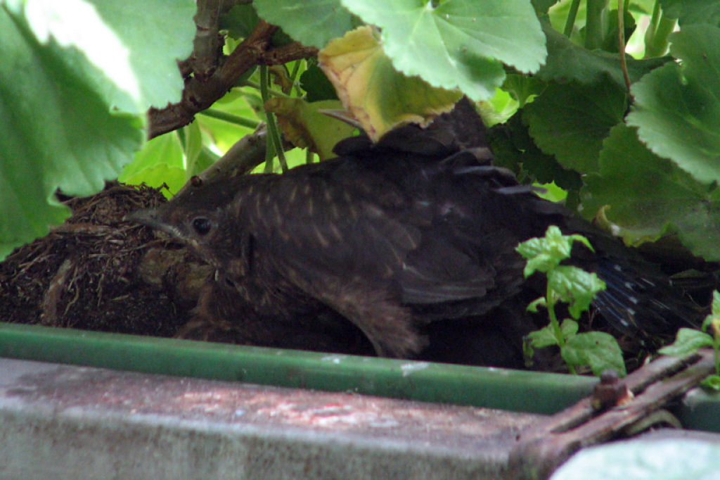 amselnest090720-07.jpg