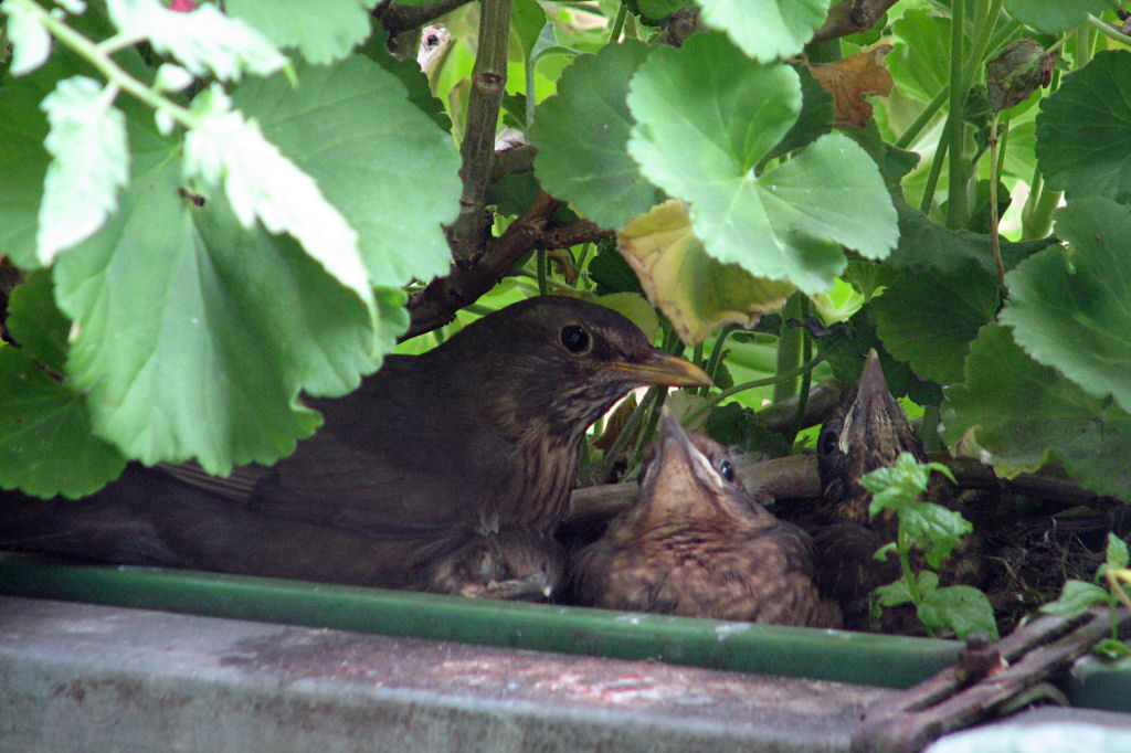 amselnest090720-10.jpg
