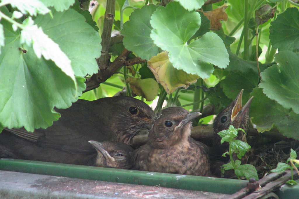 amselnest090720-11.jpg