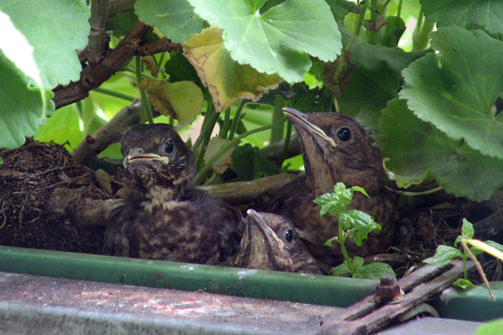 amselnest090720-16.jpg