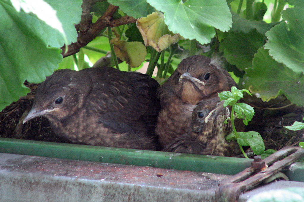 amselnest090720-21.jpg