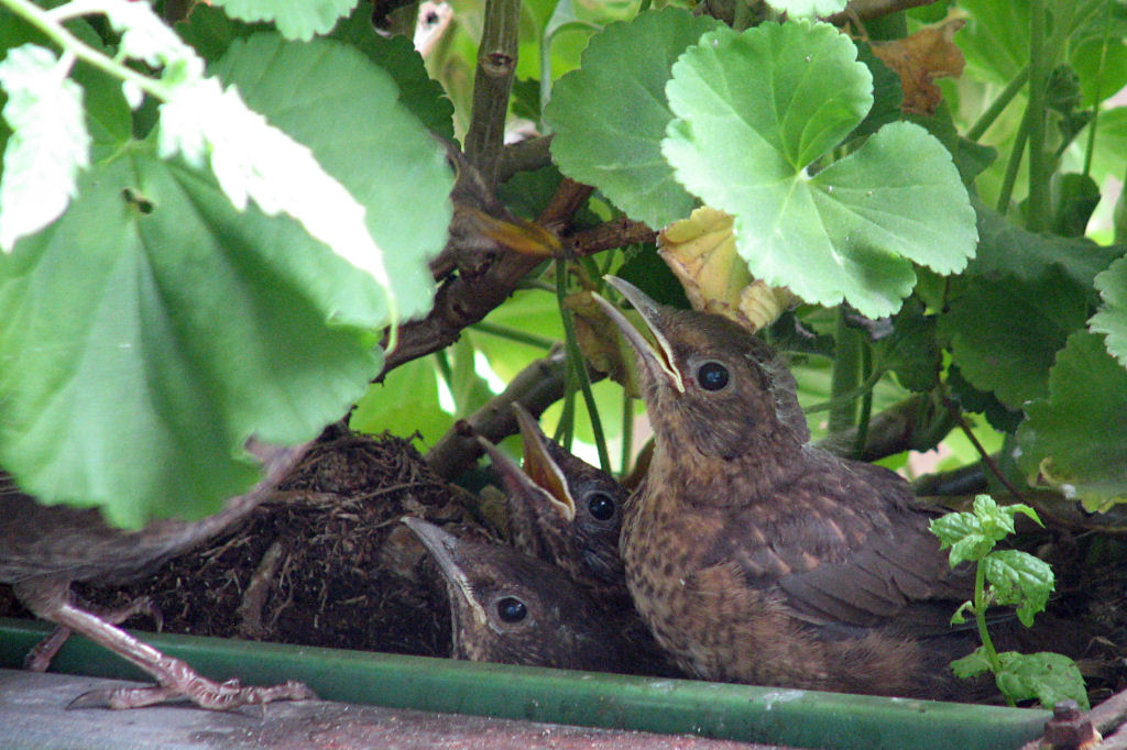 amselnest090720-29.jpg