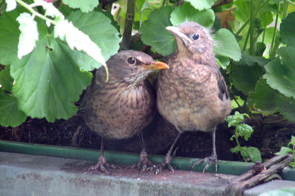 amselnest090720-33.jpg