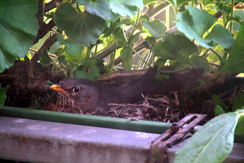 24.06.2009
Langsame Annäherung.
