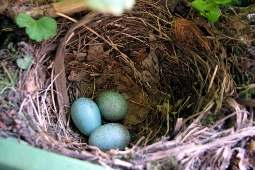 24.06.2009
Das dritte Ei.
