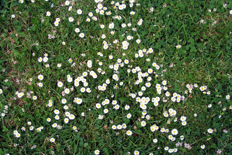 hof060515-05.jpg