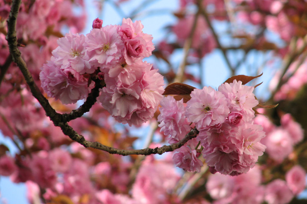 100420kirschblueten1.jpg