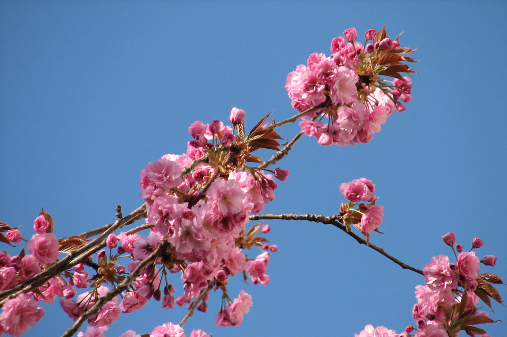 100420kirschblueten2.jpg