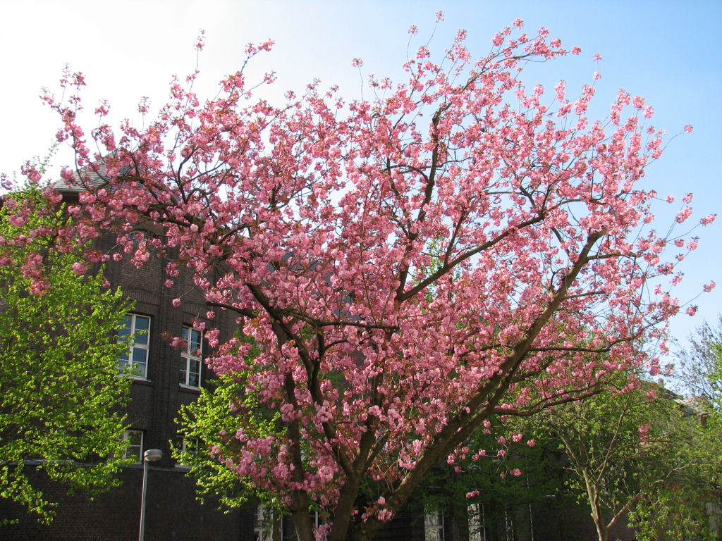 100420kirschblueten4.jpg