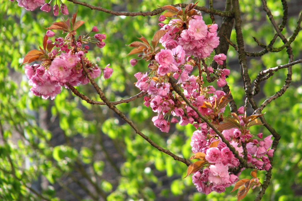 100420kirschblueten5.jpg
