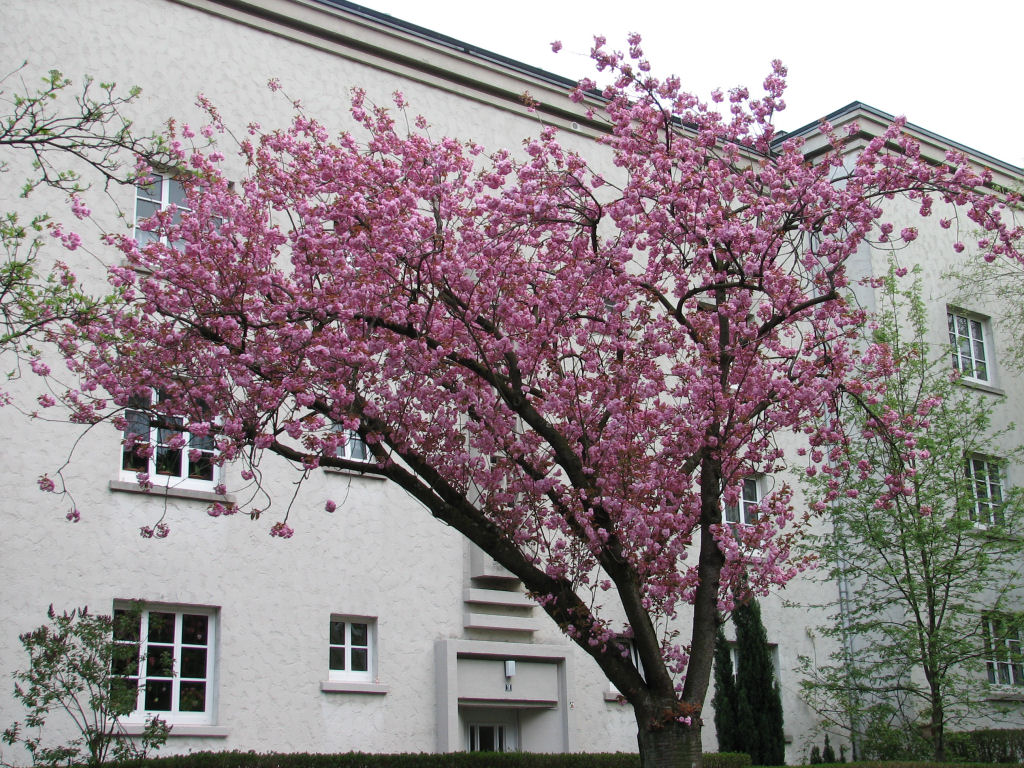 100421kirschblueten2.jpg