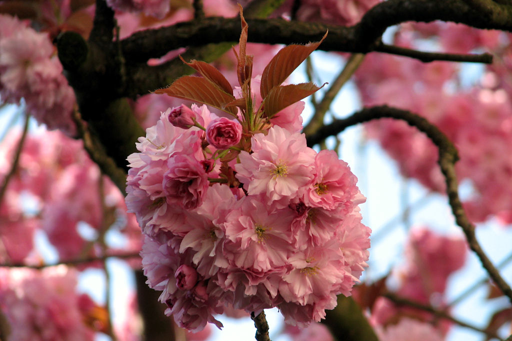 100422kirschblueten3.jpg