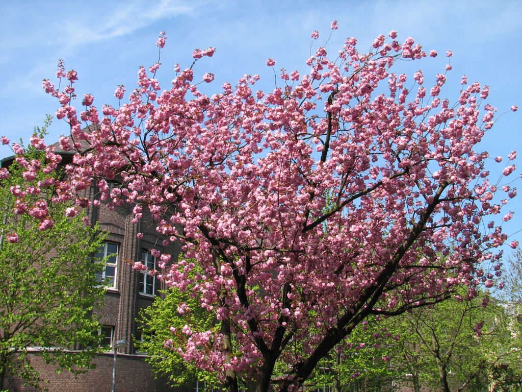 100423kirschblueten1.jpg