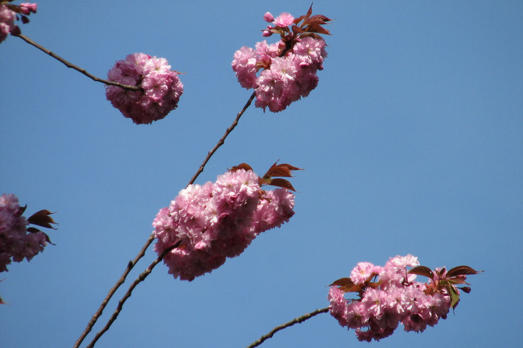 100423kirschblueten2.jpg
