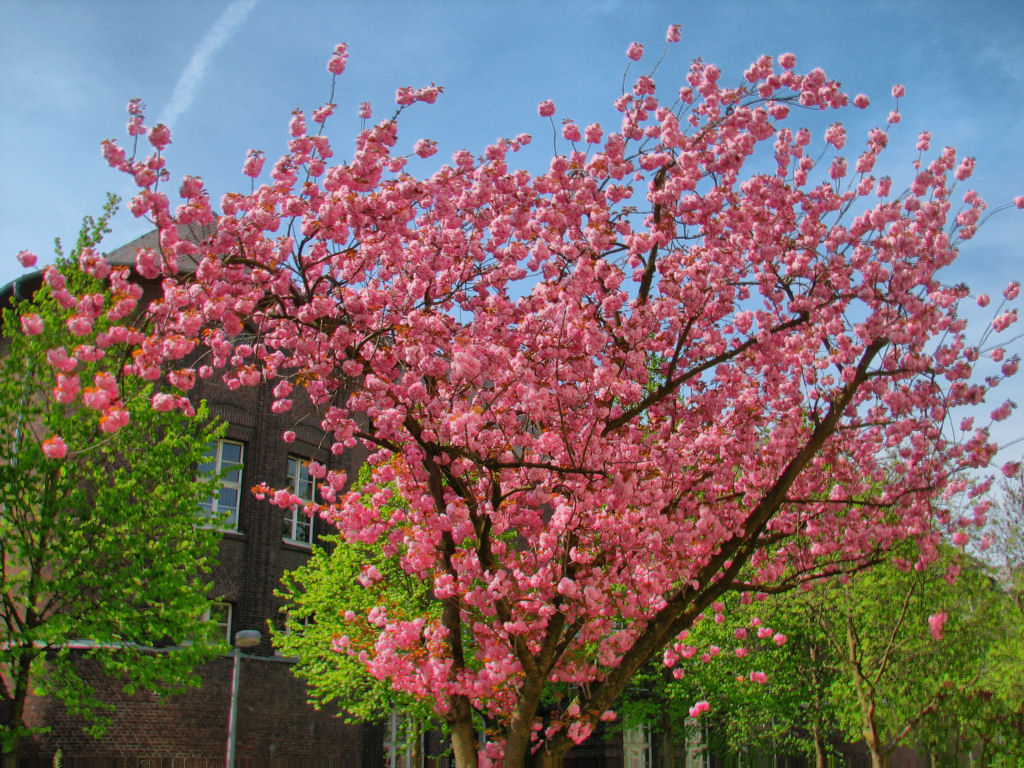 100424kirschblueten1.jpg