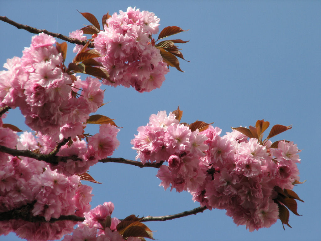 100424kirschblueten2.jpg