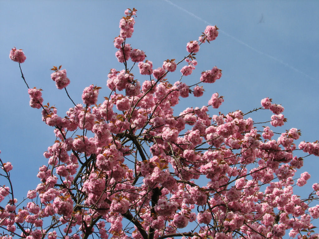 100424kirschblueten3.jpg