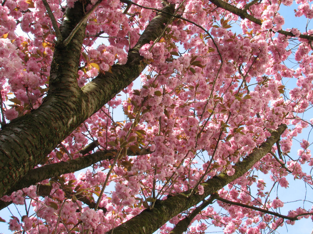 100424kirschblueten4.jpg